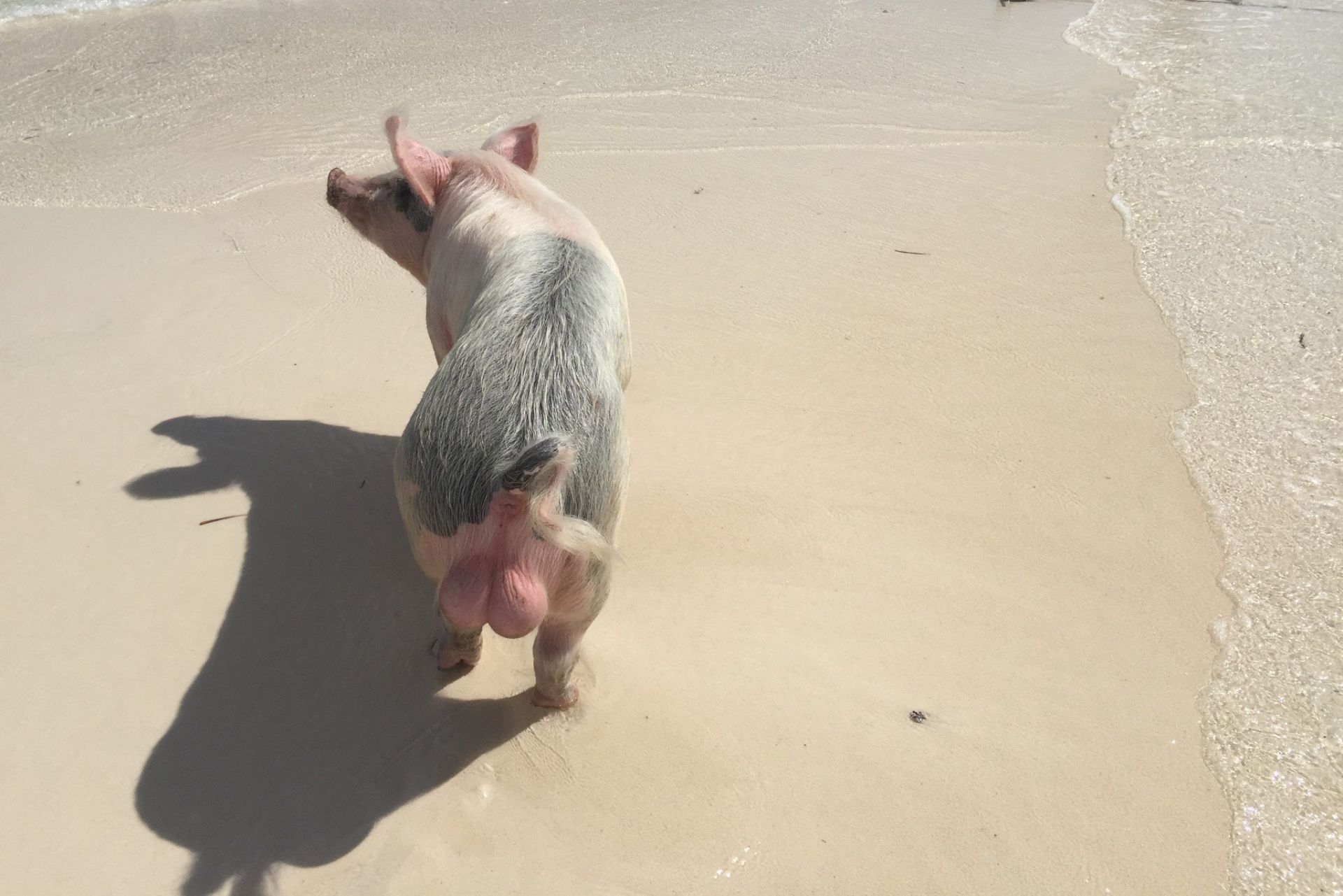 巴哈马沙滩猪图片