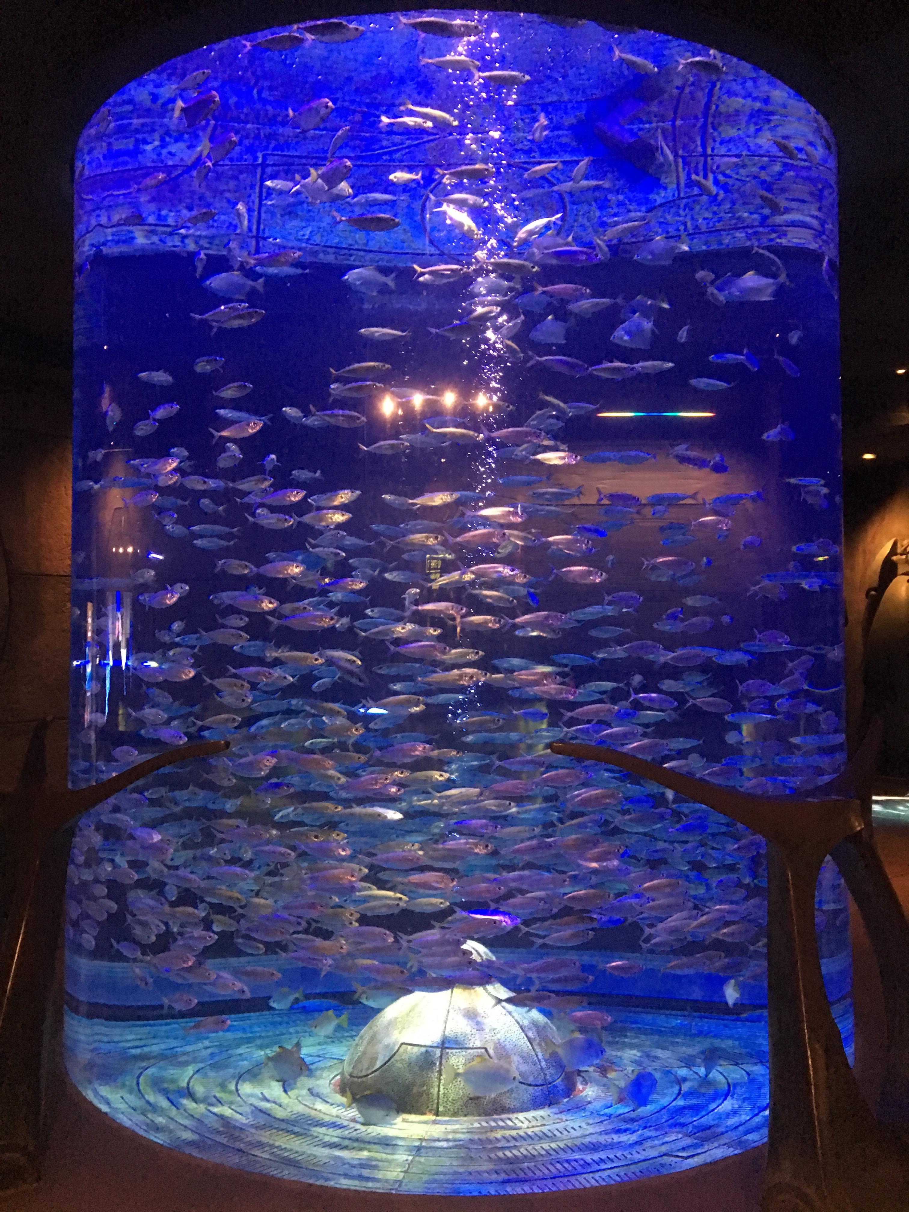 实拍海昌海洋公园水母馆 缤纷绚丽令人称奇