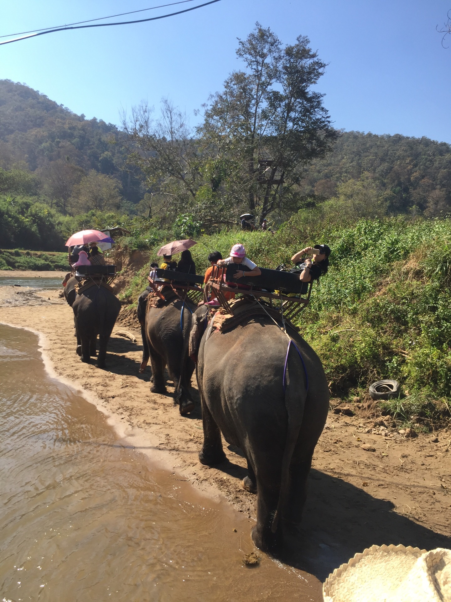 泰国清迈-2 月 20 日：在泰国清迈 Mae Sa 大象营骑大象和大象跳舞高清摄影大图-千库网
