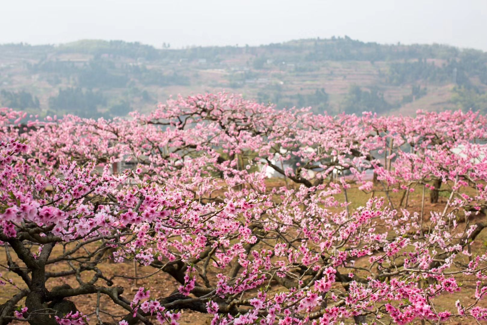 三峡大学桃花节开始了踏春赏花
