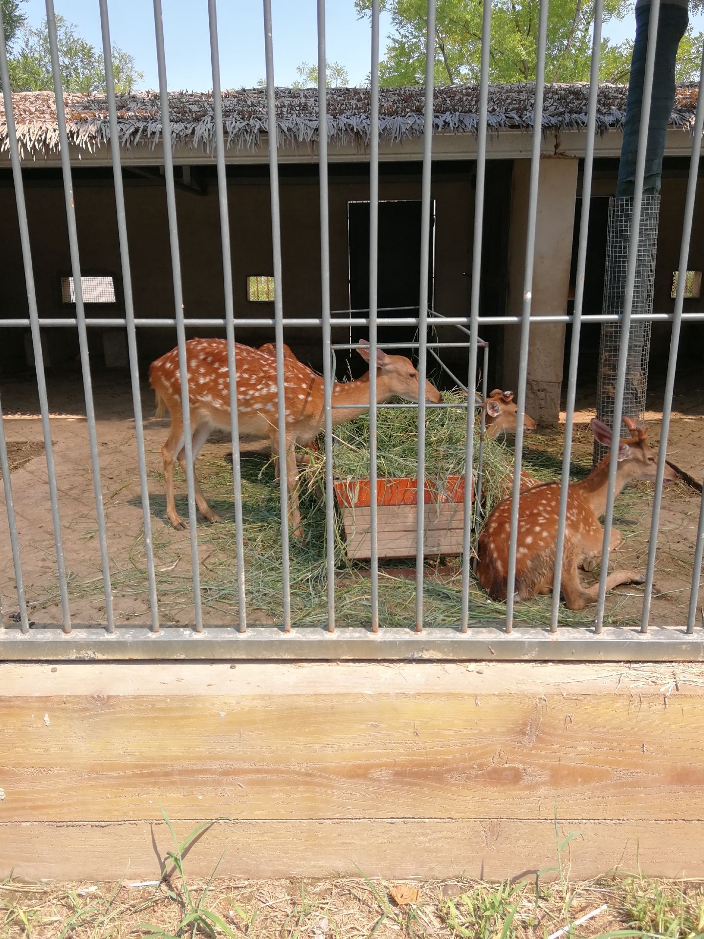 沧州动物园cangzhou zoo