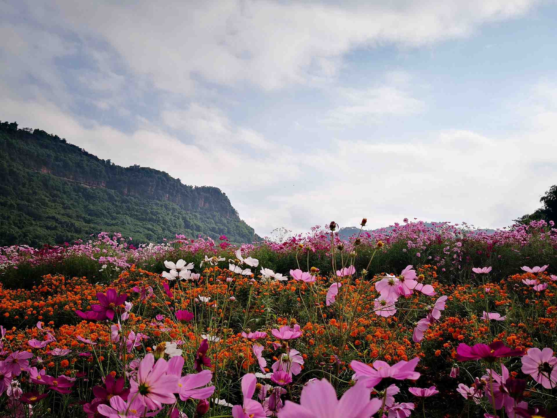 瀘州清溪谷旅遊區61花田酒地景區好玩嗎,瀘州清溪谷旅遊區61花田