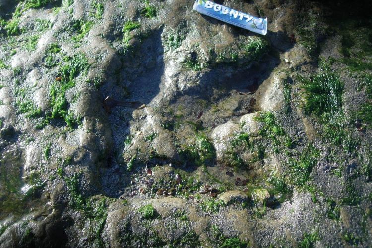 an corran beach dinosaur footprint