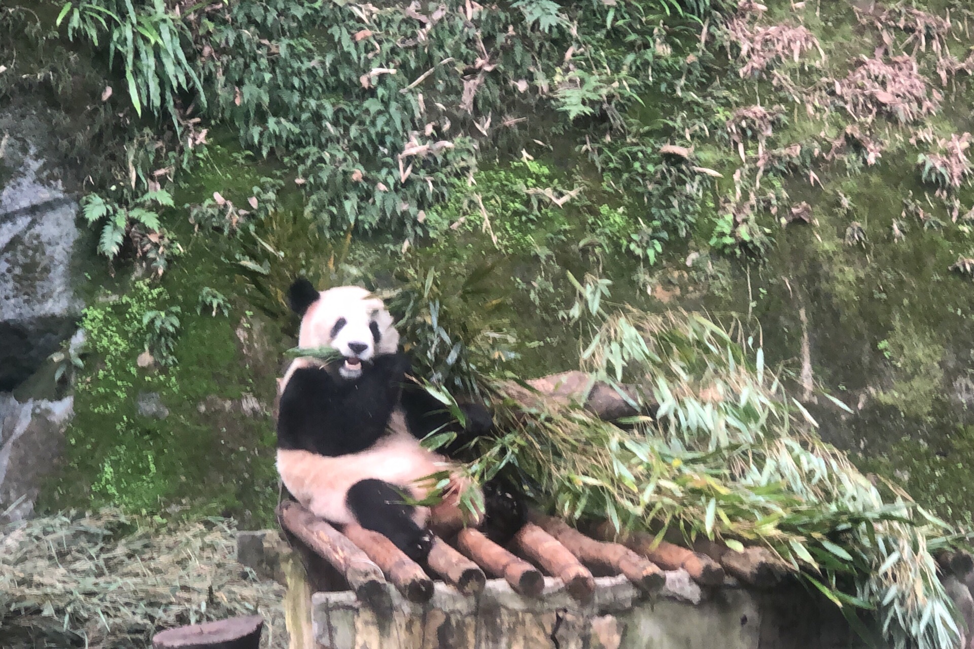 重庆动物园元旦假期迎客流高峰 大熊猫最受游客欢迎