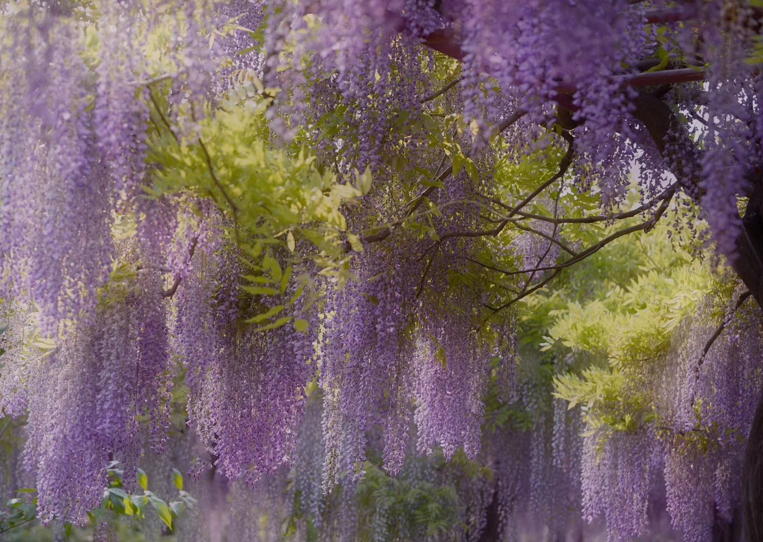 初夏正是日本紫藤盛开的季节，被CNN评为日本最美32景之一河内藤园|藤园|日本紫藤|紫藤_新浪新闻