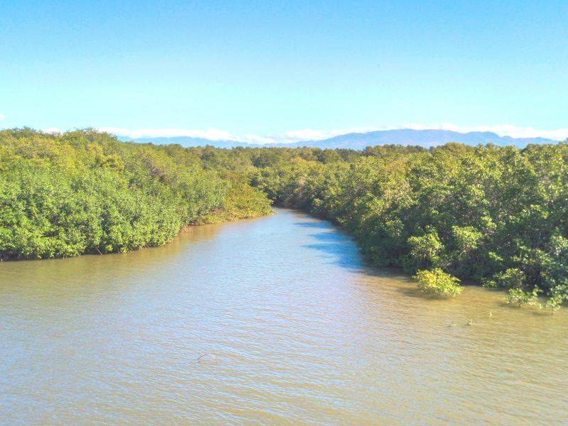 1/ 10 mangrove森林 mangrove forest "玩丛林飞索,赏热带雨林 "44.