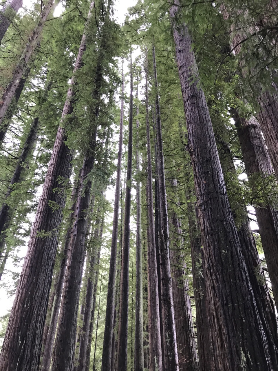 红木森林公园the redwoods whakarewarewa forest