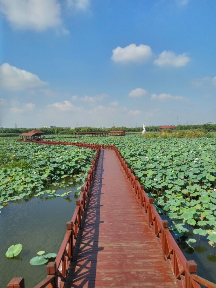 荷塘月色湿地公园