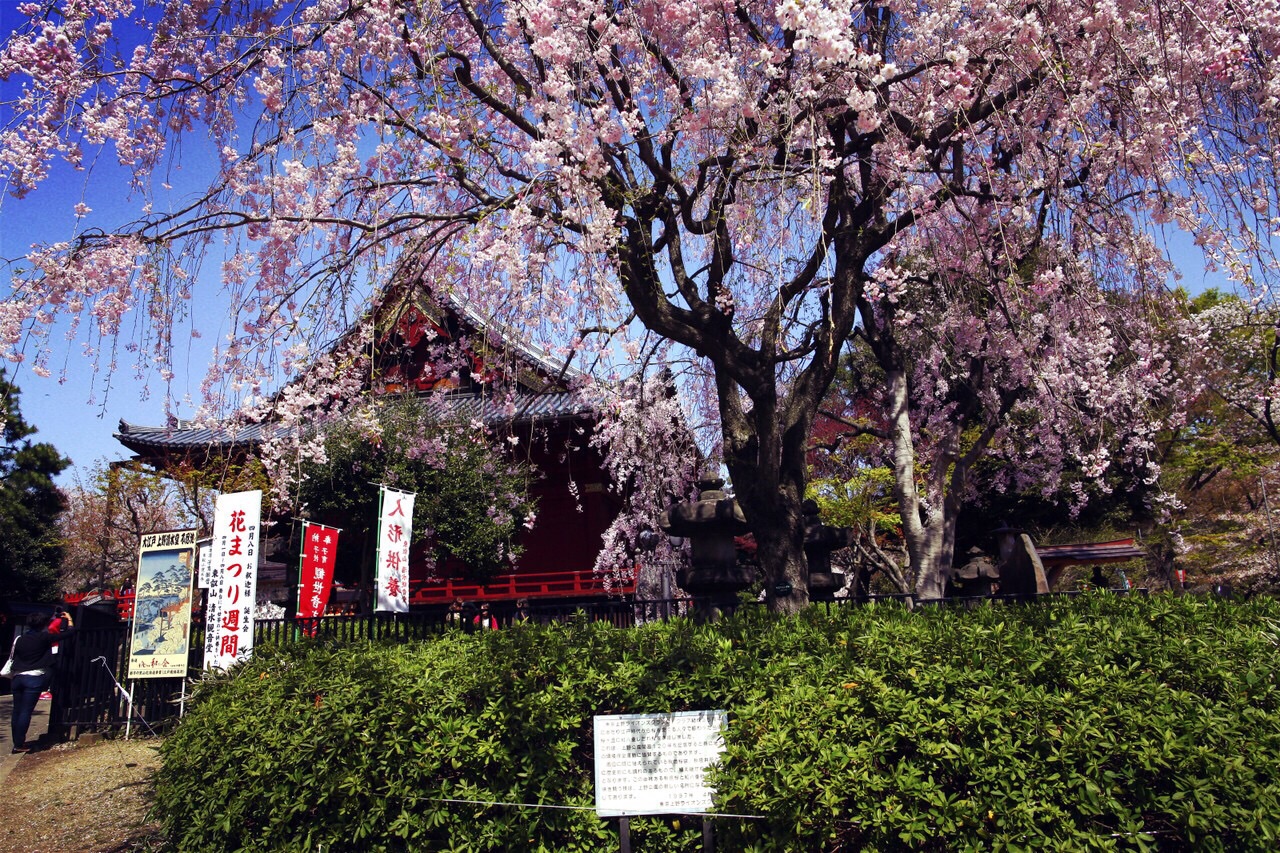 【攜程攻略】東京上野公園好玩嗎,東京上野公園景點怎麼樣_點評_評價