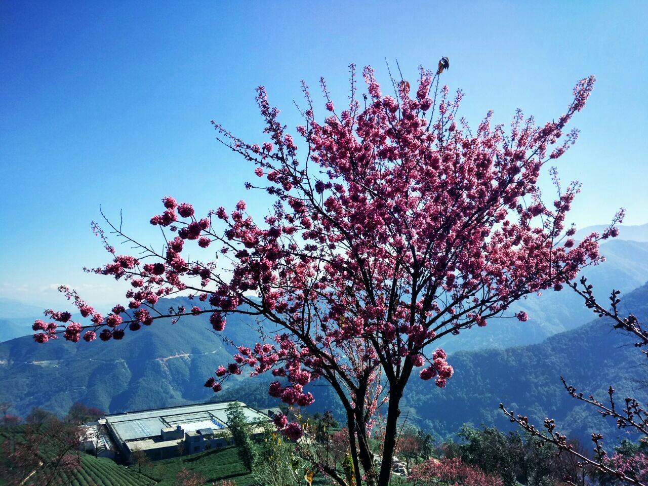 2019無量山櫻花谷_旅遊攻略_門票_地址_遊記點評,南澗旅遊景點推薦