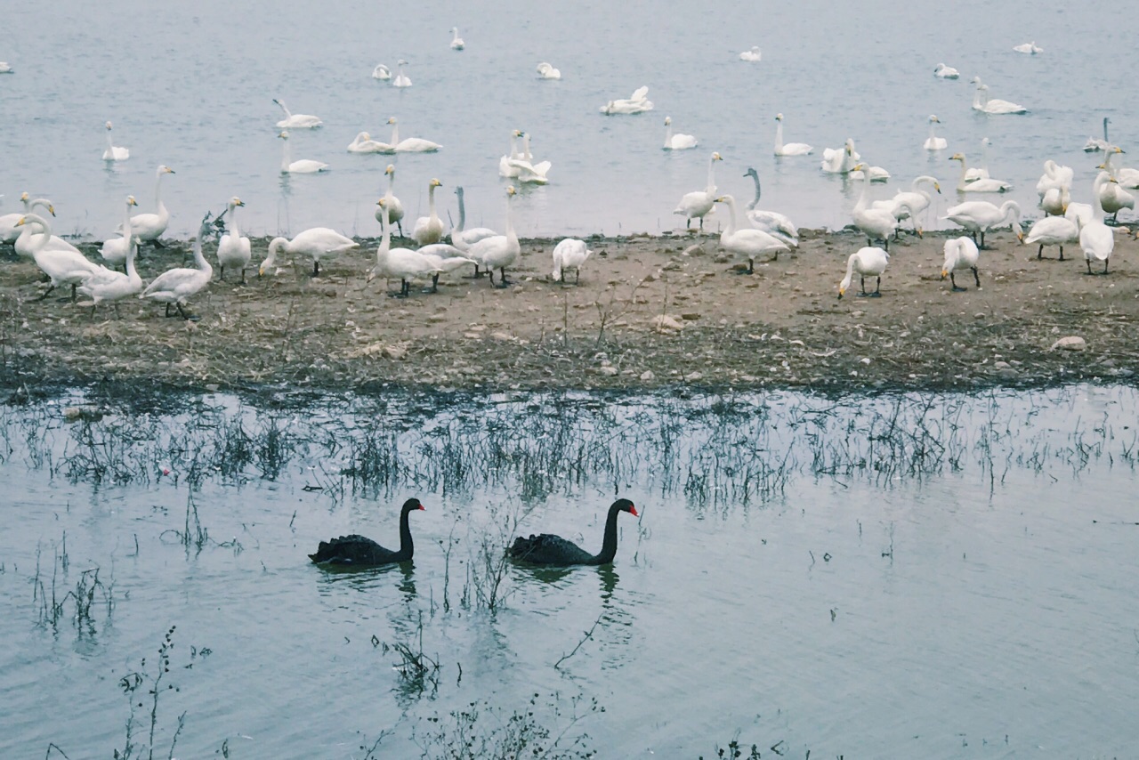 白城天鹅湖湿地公园图片