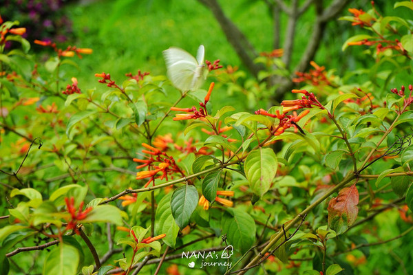 (91日勇闯泰老云贵藏,尼泊尔印度斯里兰卡)泰国