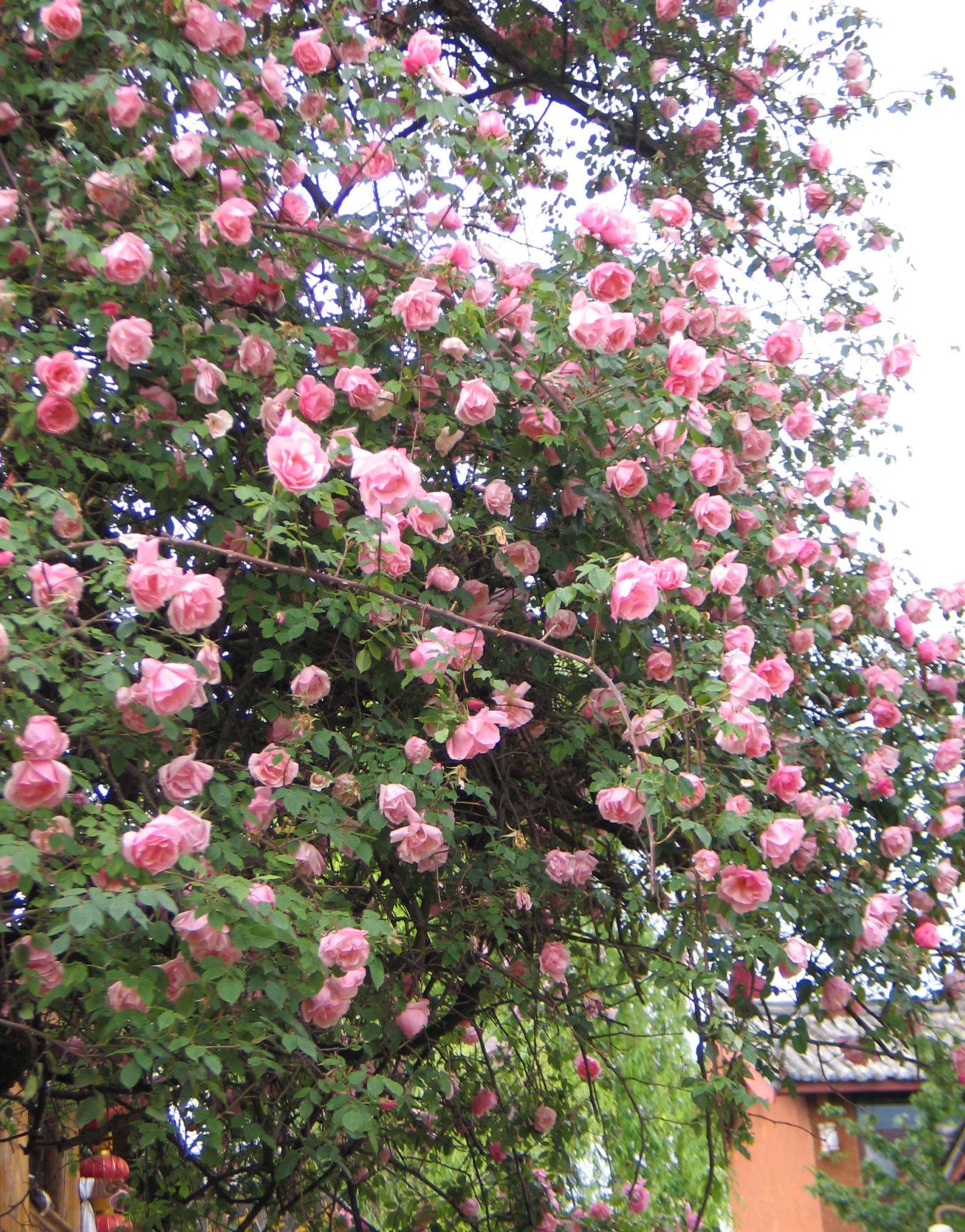 束河古镇有一树月季,特别美.你看到了吗?