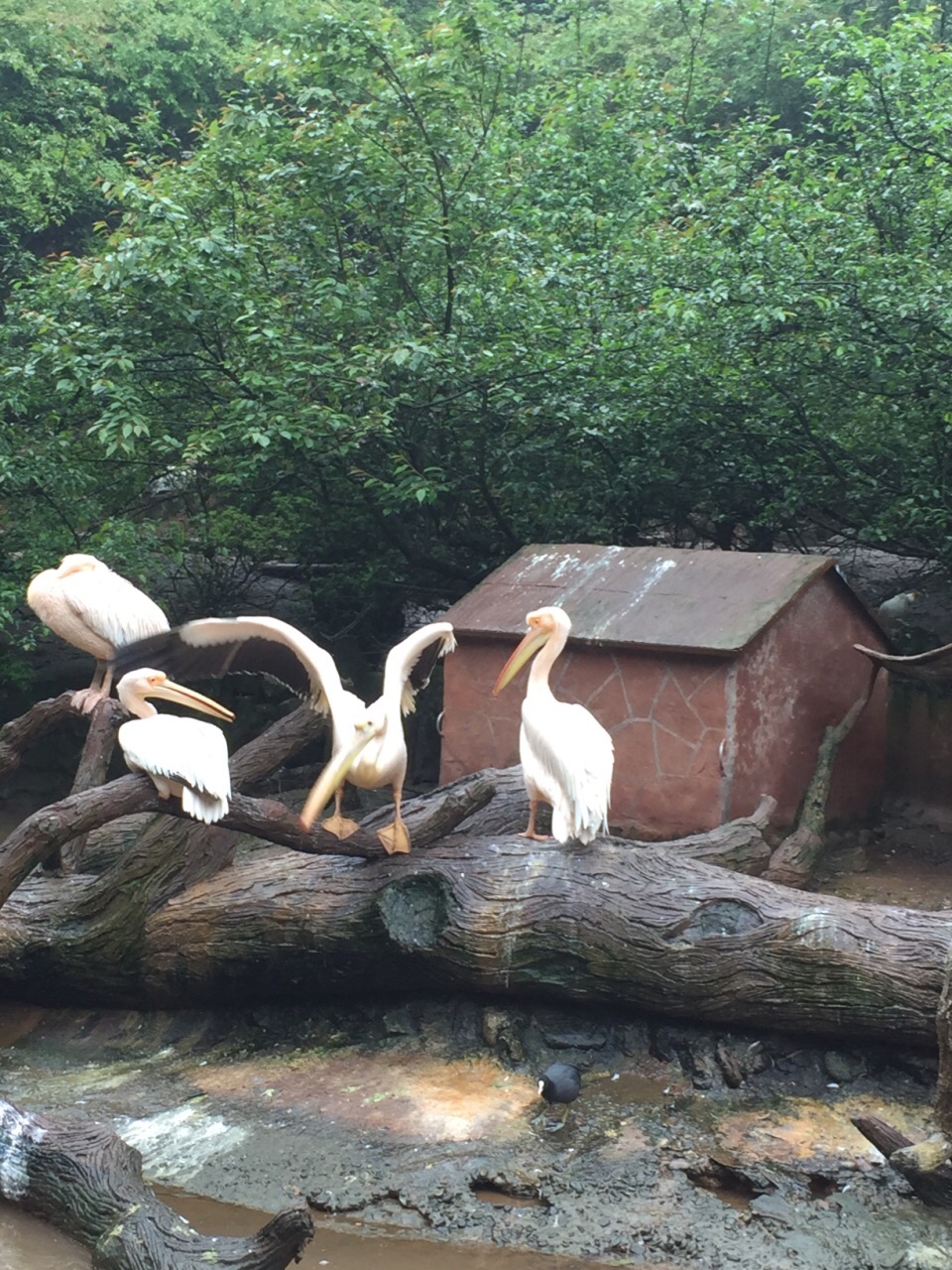 【攜程攻略】雅安碧峰峽野生動物園景點,不錯!