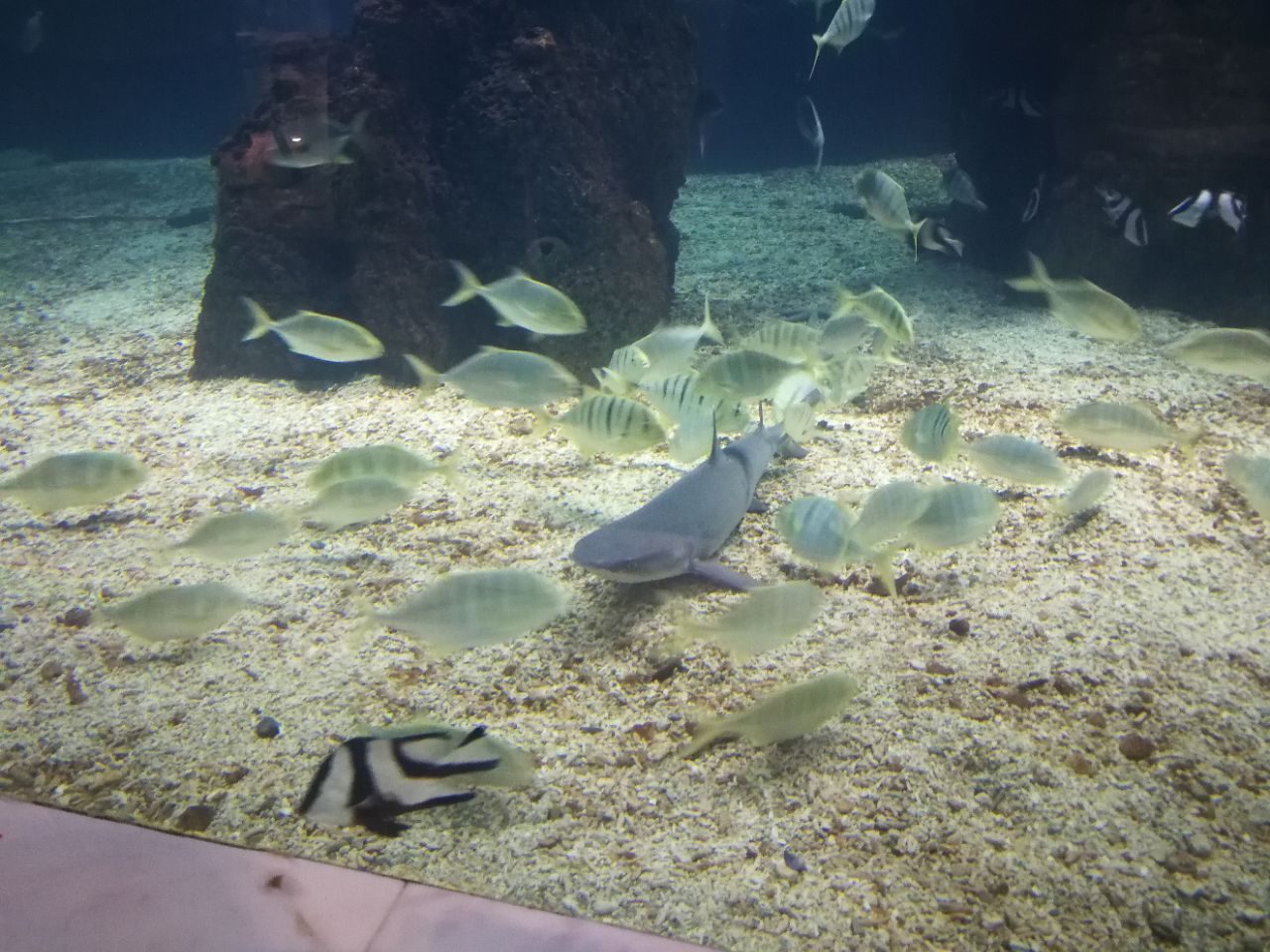 海藍海洋主題餐廳(亞龍灣迎賓館店)