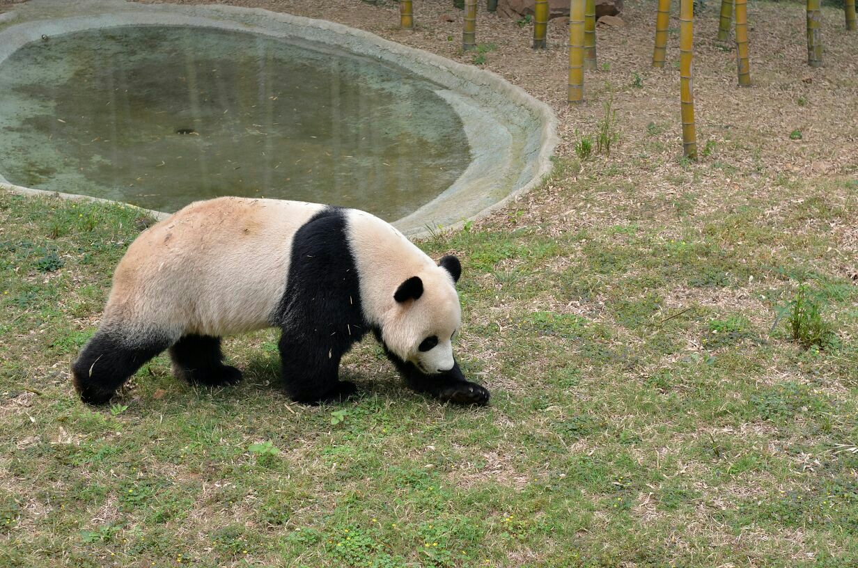 南山竹海熊猫图片
