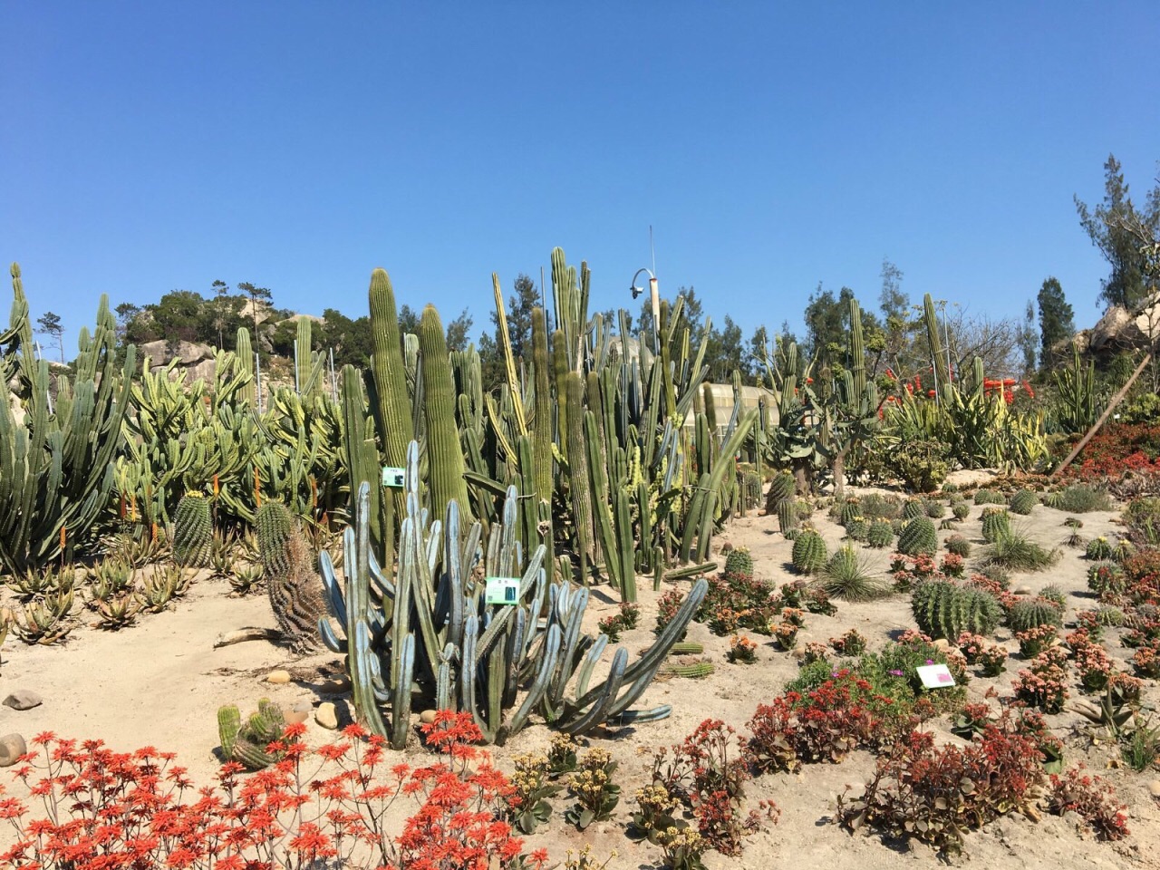 廈門園林植物園,也叫萬石植物園,基本都是圍繞萬石巖水庫建設成的一個