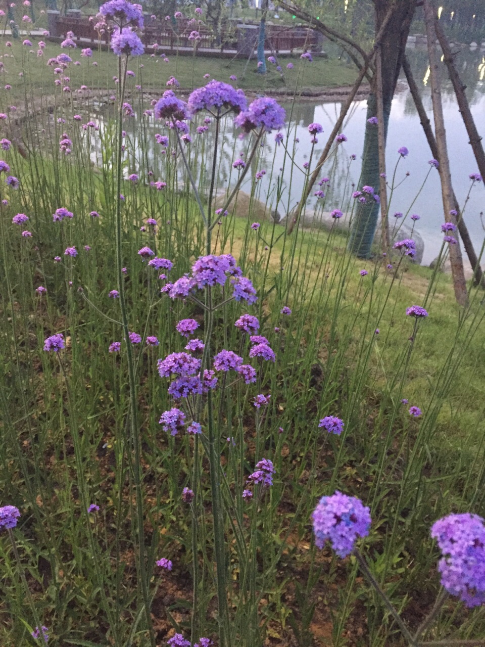 华侨城生态艺术公园