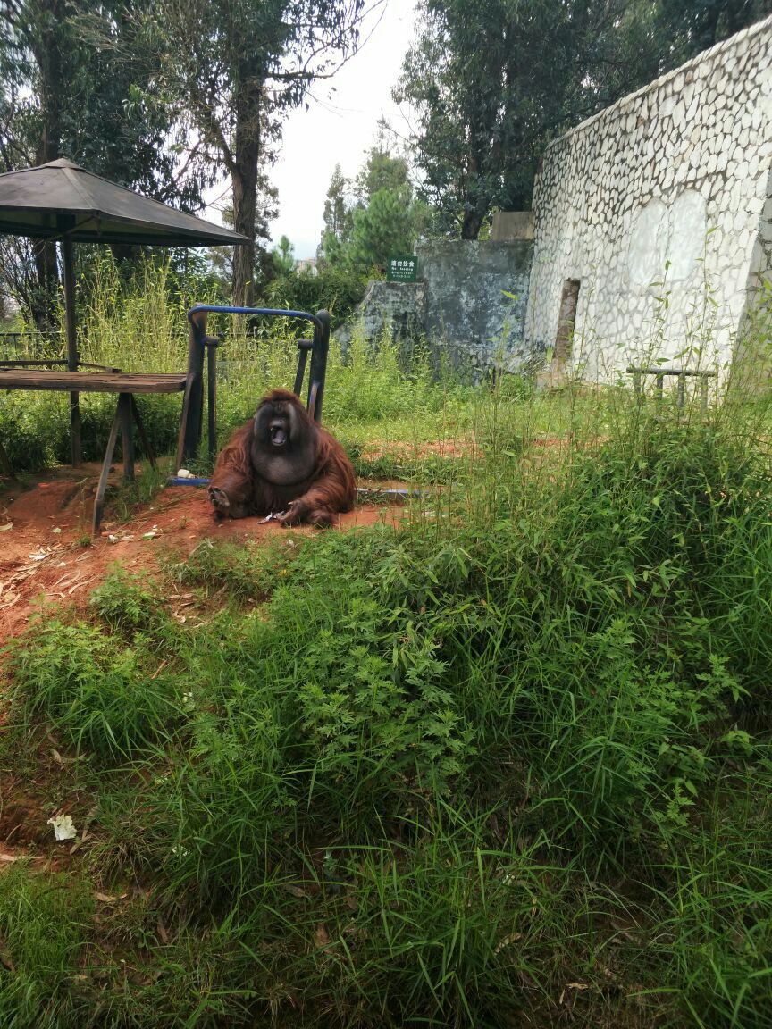 2019雲南野生動物園_旅遊攻略_門票_地址_遊記點評,昆明旅遊景點推薦