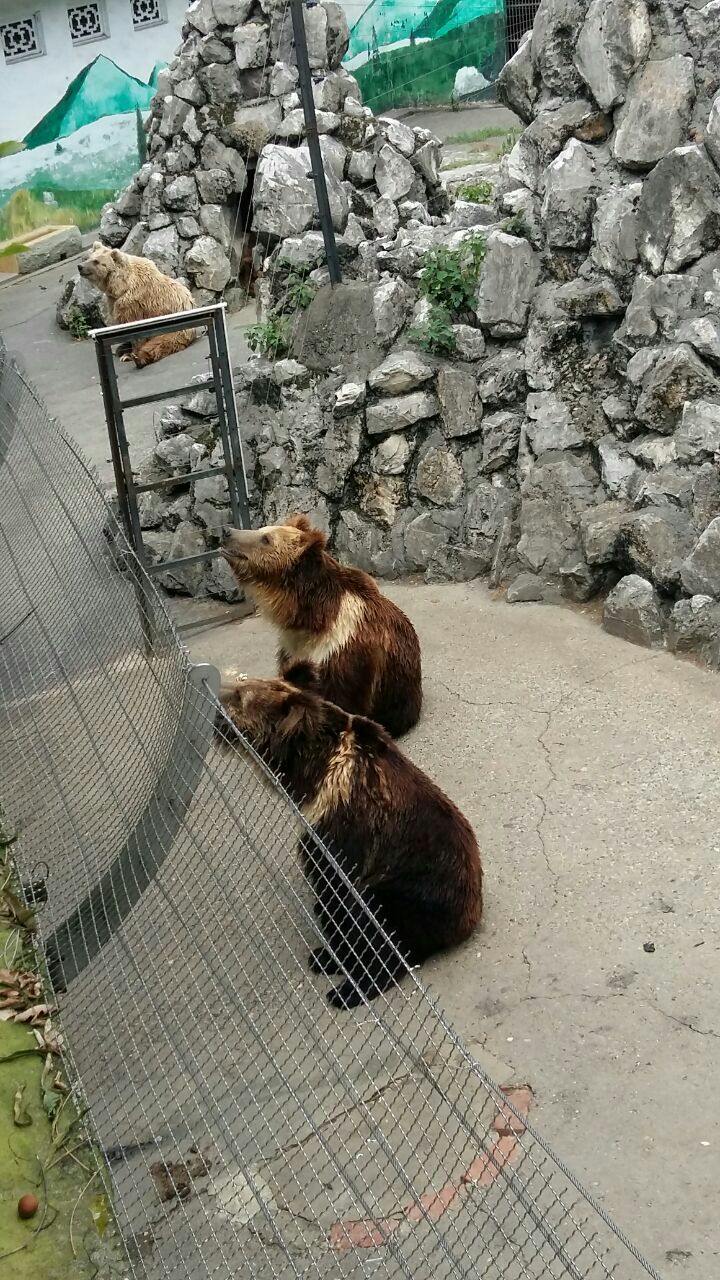 成都動物園