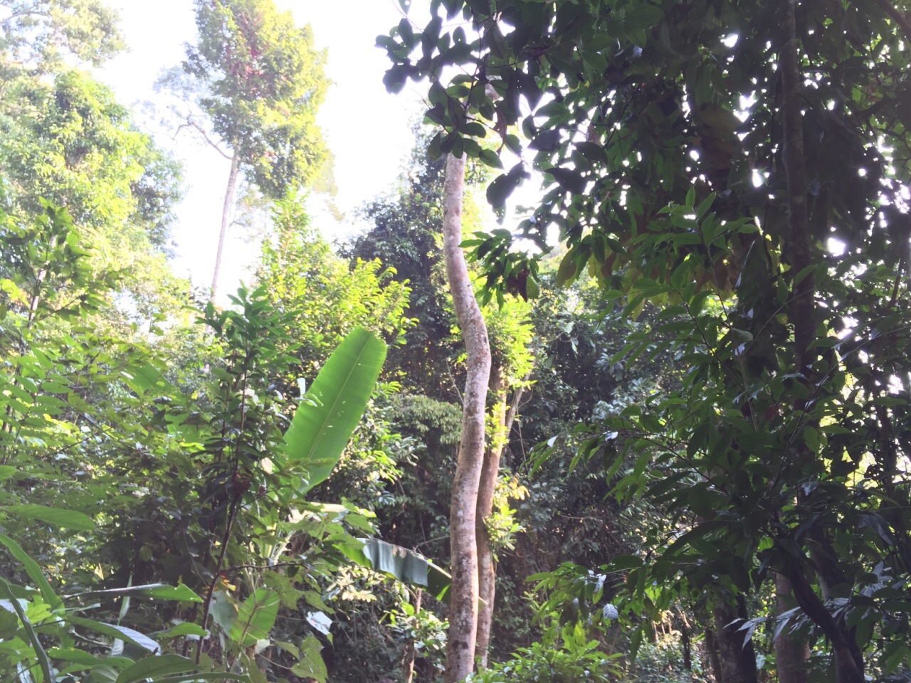 西雙版納熱帶雨林國家公園望天樹景區旅遊景點攻略圖