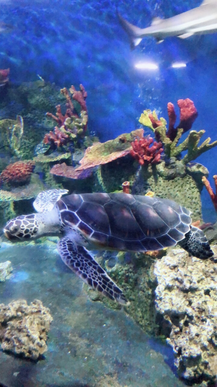 泉州海絲野生動物世界旅遊景點攻略圖