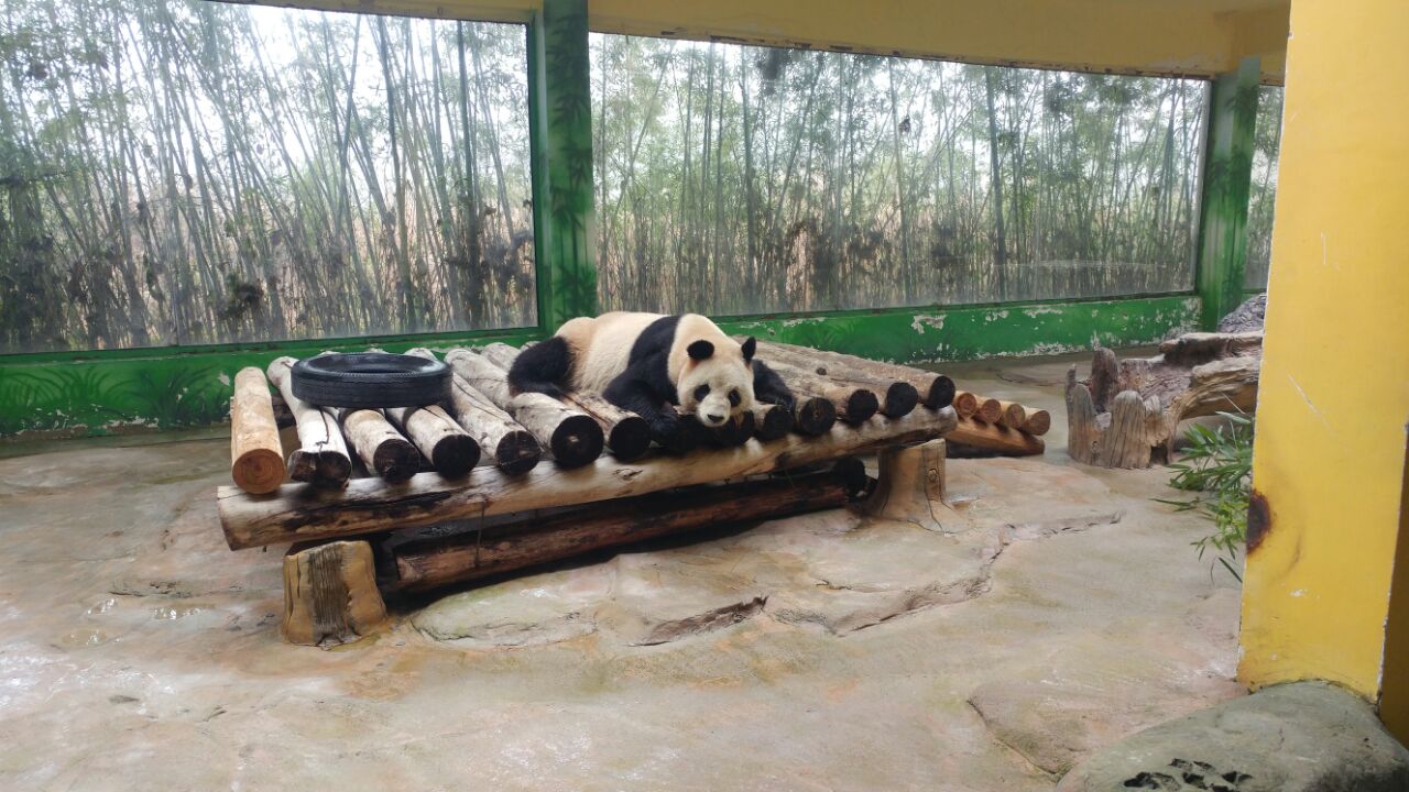 杭州野生动物世界(杭州野生动物世界免费吗)