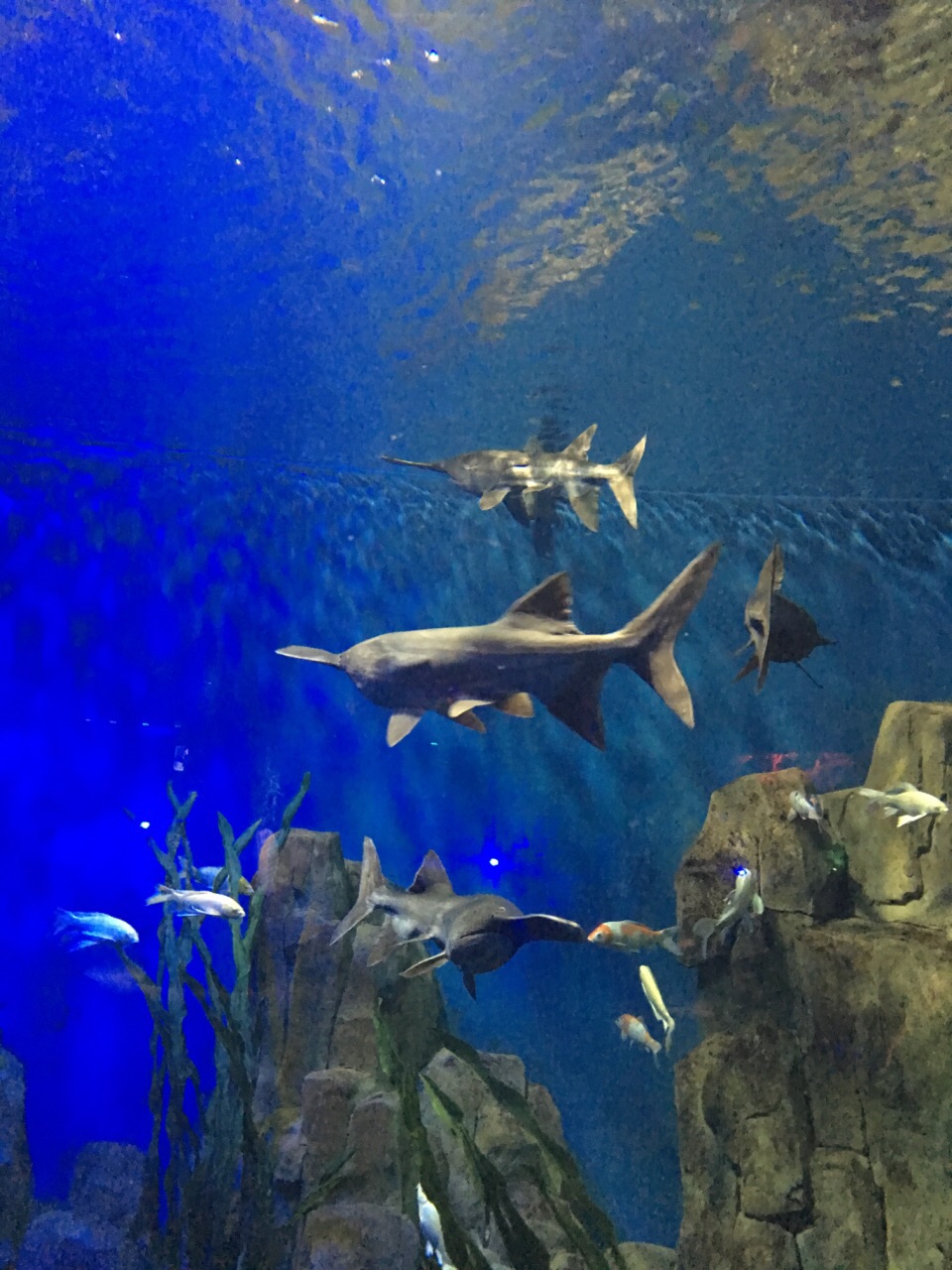 開封東京極地海洋館好玩嗎,開封東京極地海洋館景點怎麼樣_點評_評價