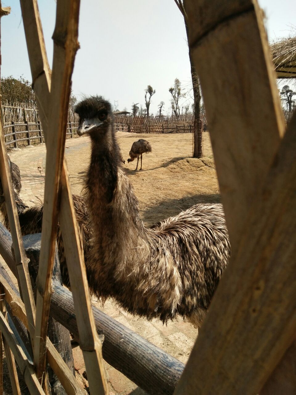 【攜程攻略】宿州宿州野生動物園景點,挺不錯的適合帶孩子去遊玩,唯一