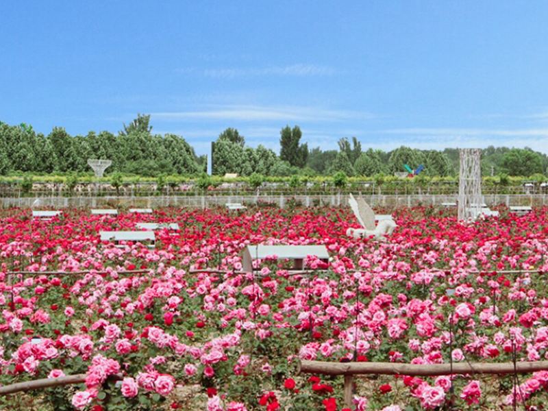 郑州玫瑰庄园攻略-玫瑰庄园门票价格多少钱-团购票价预定优惠-景点