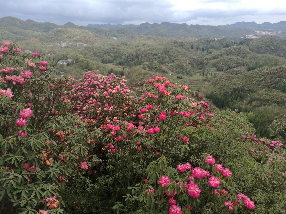 2019百里杜鹃风景区_旅游攻略_门票_地址_游记点评,毕节旅游景点推荐