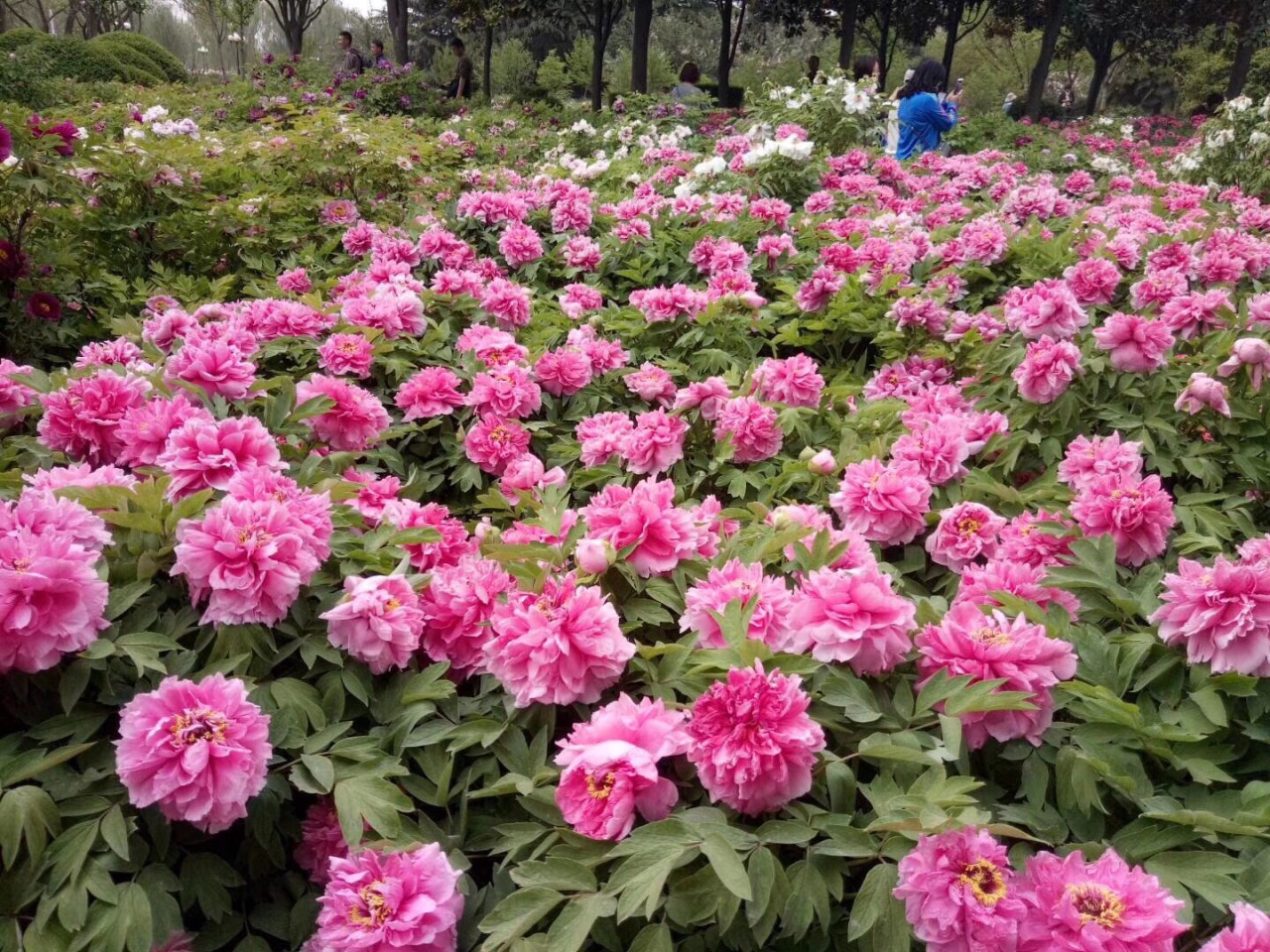 2019中國國花園_旅遊攻略_門票_地址_遊記點評,洛陽旅遊景點推薦 - 去