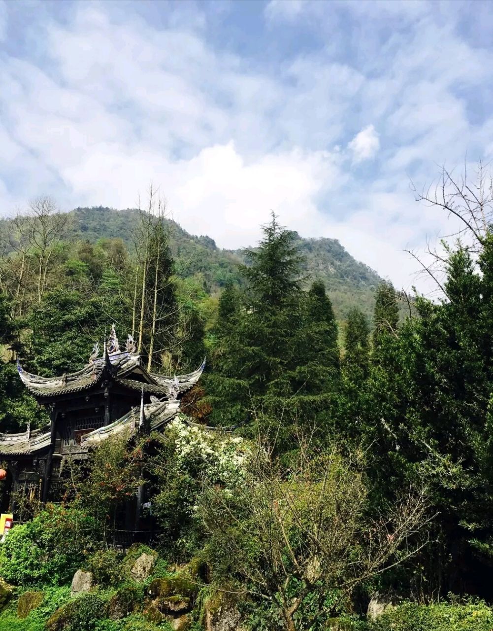 2019青城后山游玩攻略,沿着唯一一条路上山,满眼绿. 【去哪儿攻略】