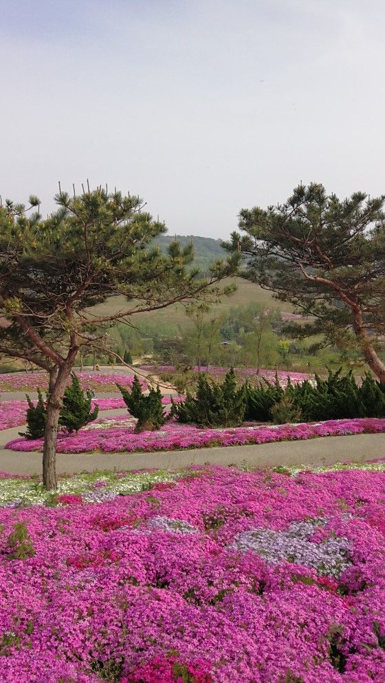 旅順口區英歌石植物園好玩嗎,旅順口區英歌石植物園景點怎麼樣_點評