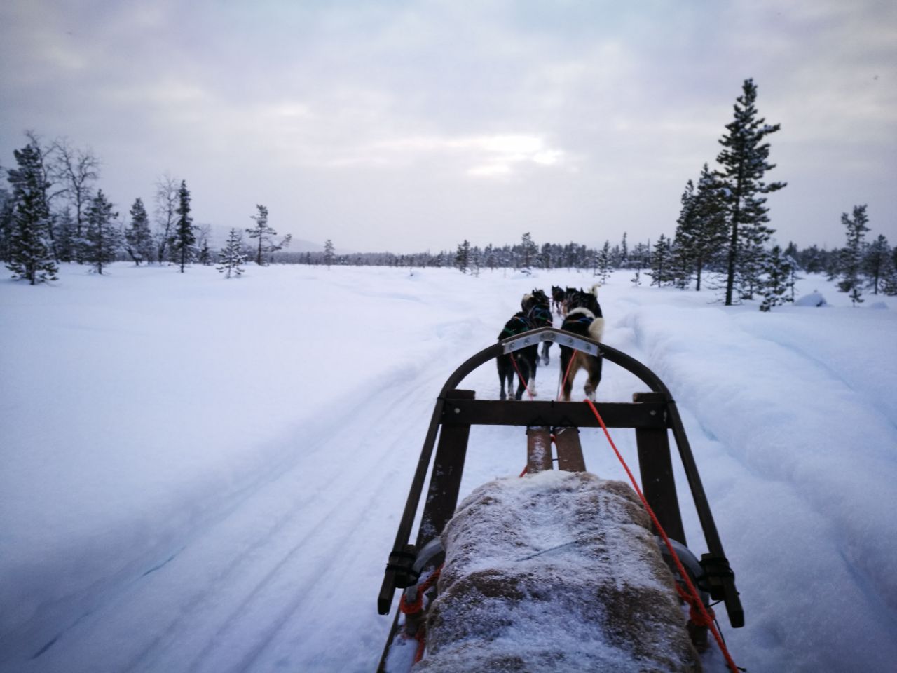2023基律纳狗拉雪橇之旅玩乐攻略,.面上,体验冰上活动的乐趣.