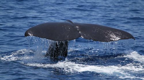 台湾花莲半日游 出海赏鲸豚花莲赏鲸市内可上门接送专业导览全程解说 线路推荐 携程玩乐
