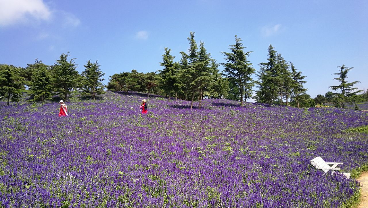 【攜程攻略】旅順口區英歌石植物園好玩嗎,旅順口區英歌石植物園景點