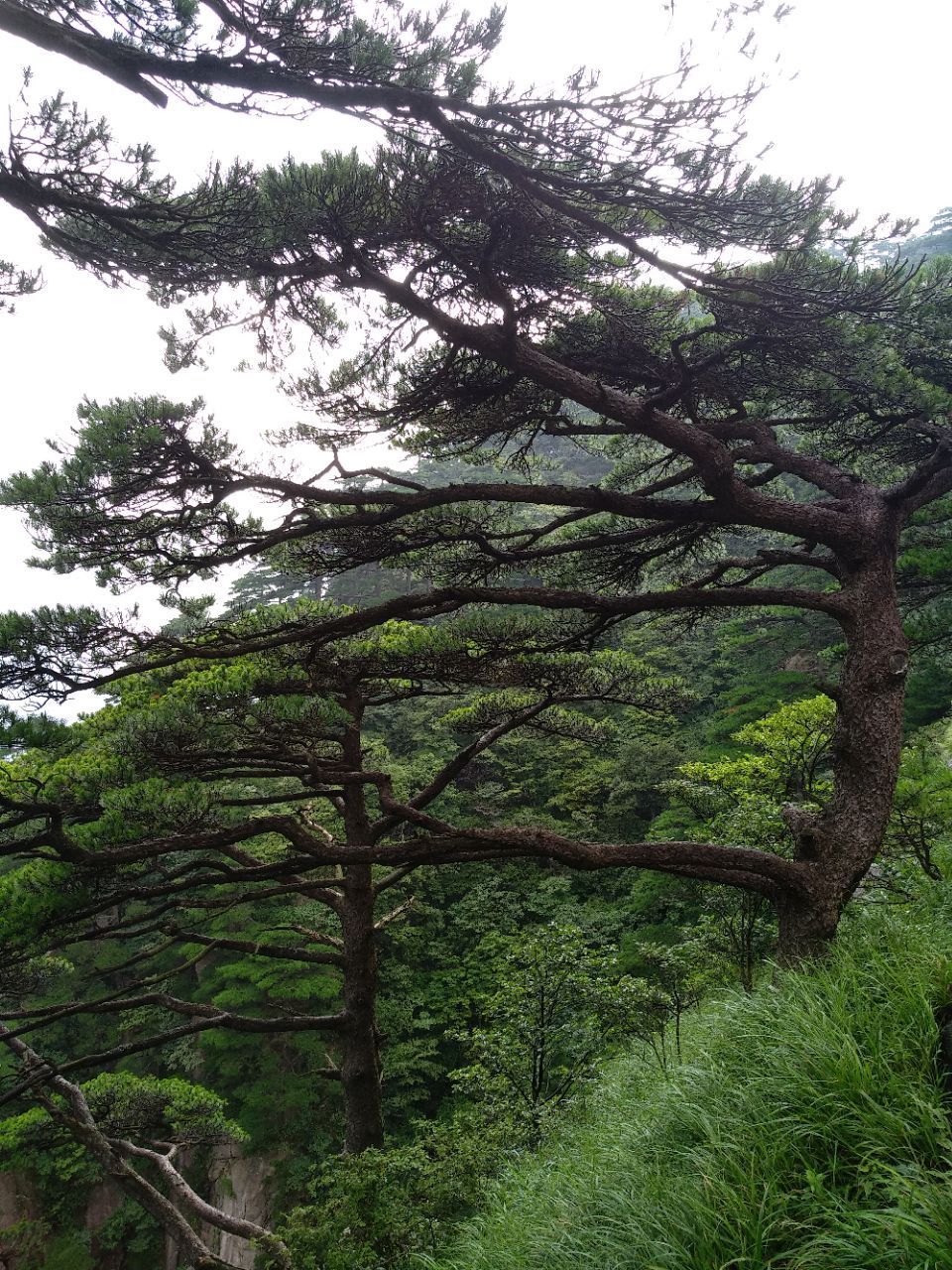 2018双龙松_旅游攻略_门票_地址_游记点评,黄山区旅游景点推荐 - 去