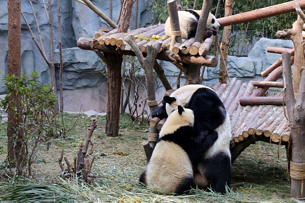 扶着树干的大熊猫，四川卧龙国家级自然保护区 (© Katherine Feng/Minden Pictures) @20220316 ...