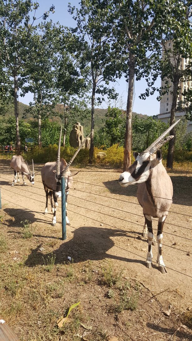 大连森林动物园「大连森林动物园游玩攻略」