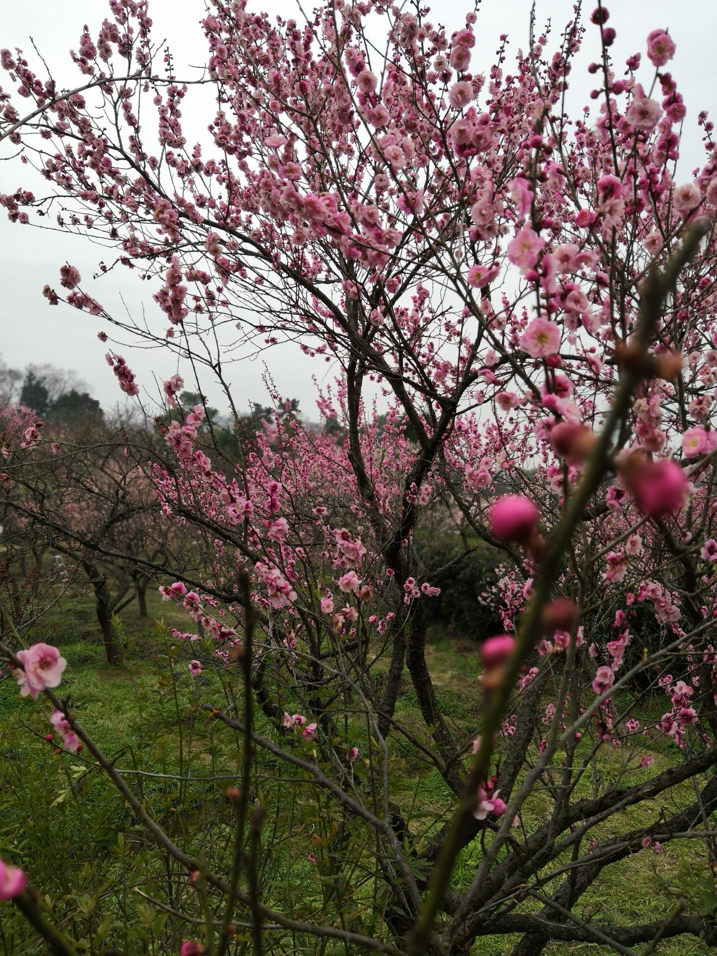 2019梅花山_旅游攻略_门票_地址_游记点评,南京旅游景点推荐 去哪儿