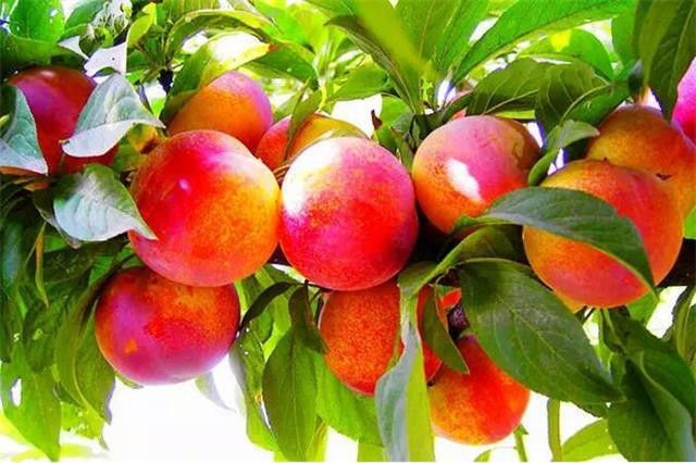 最的杏_唐奉镇有着深州市最大的杏子种植果园 现已成熟