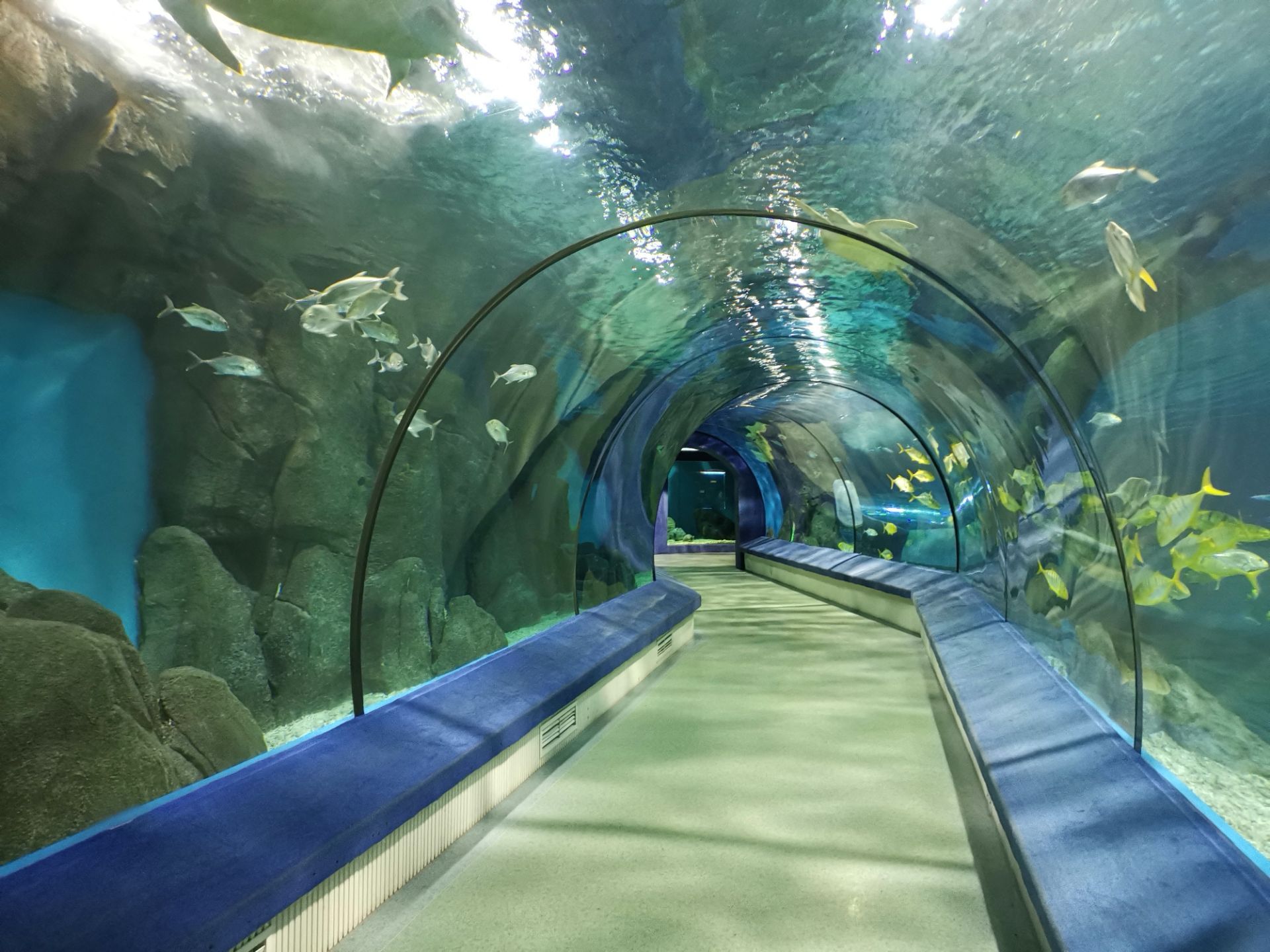 海洋馆的那个人鱼表演真的是很差劲比左海公园里面的人鱼表演差多了