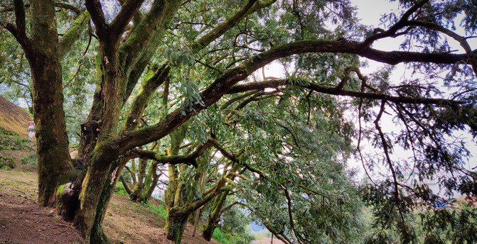 坚果最好的树图片 100f13000000ua43w41F6_R_671_10000_Q90.jpg?proc=autoorient