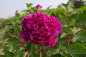 菏泽游记图文-2019年春自驾山东至贵州，行、住、食、游之一：淄博至菏泽；观曹州牡丹；至襄阳，再到江口。