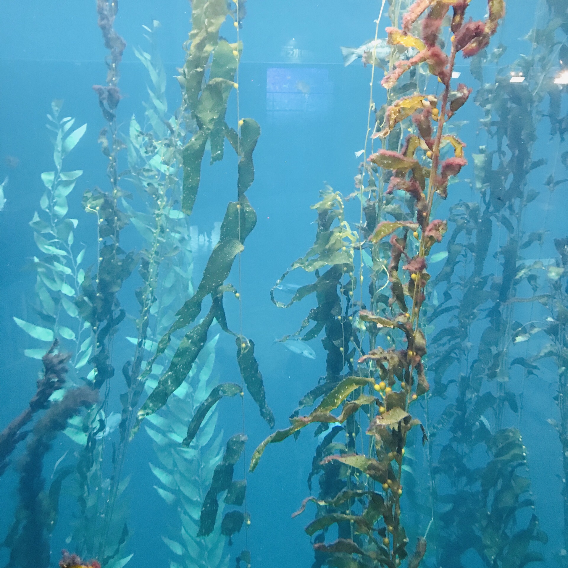 巨型海藻和极地馆了企鹅馆算是最热闹的展馆了几十只帝企鹅馆蛮冷的