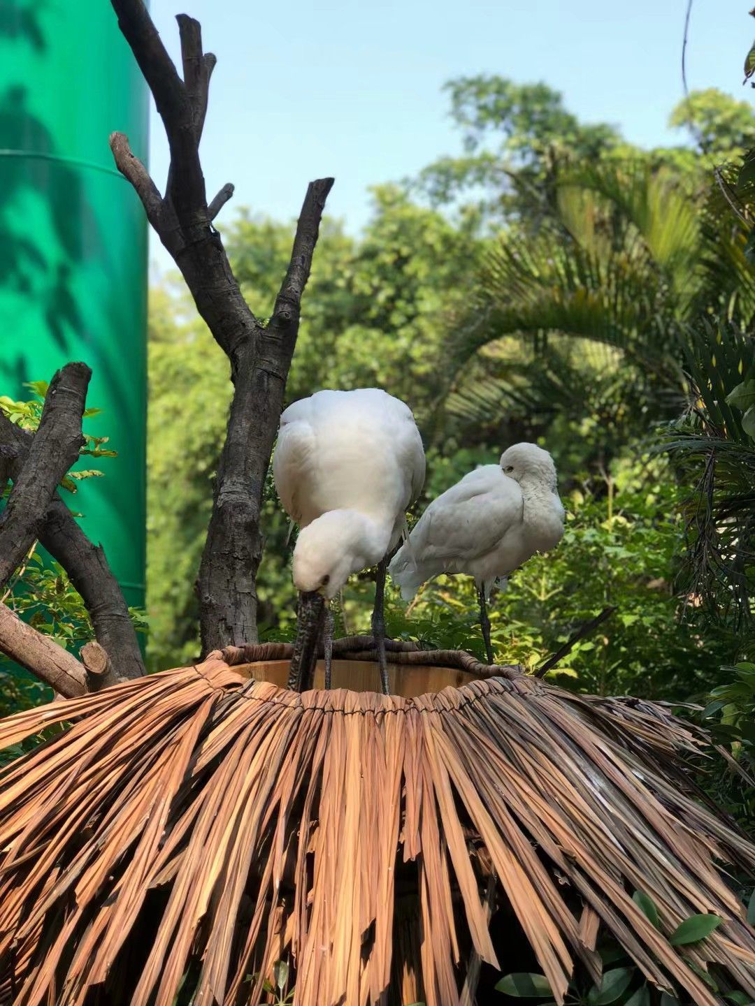 澳洲森林這裡其實就是像一般動物園的百鳥園一樣啊,這些鳥類其實大