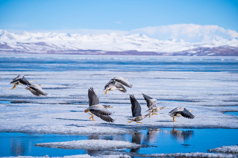 Manasarovar