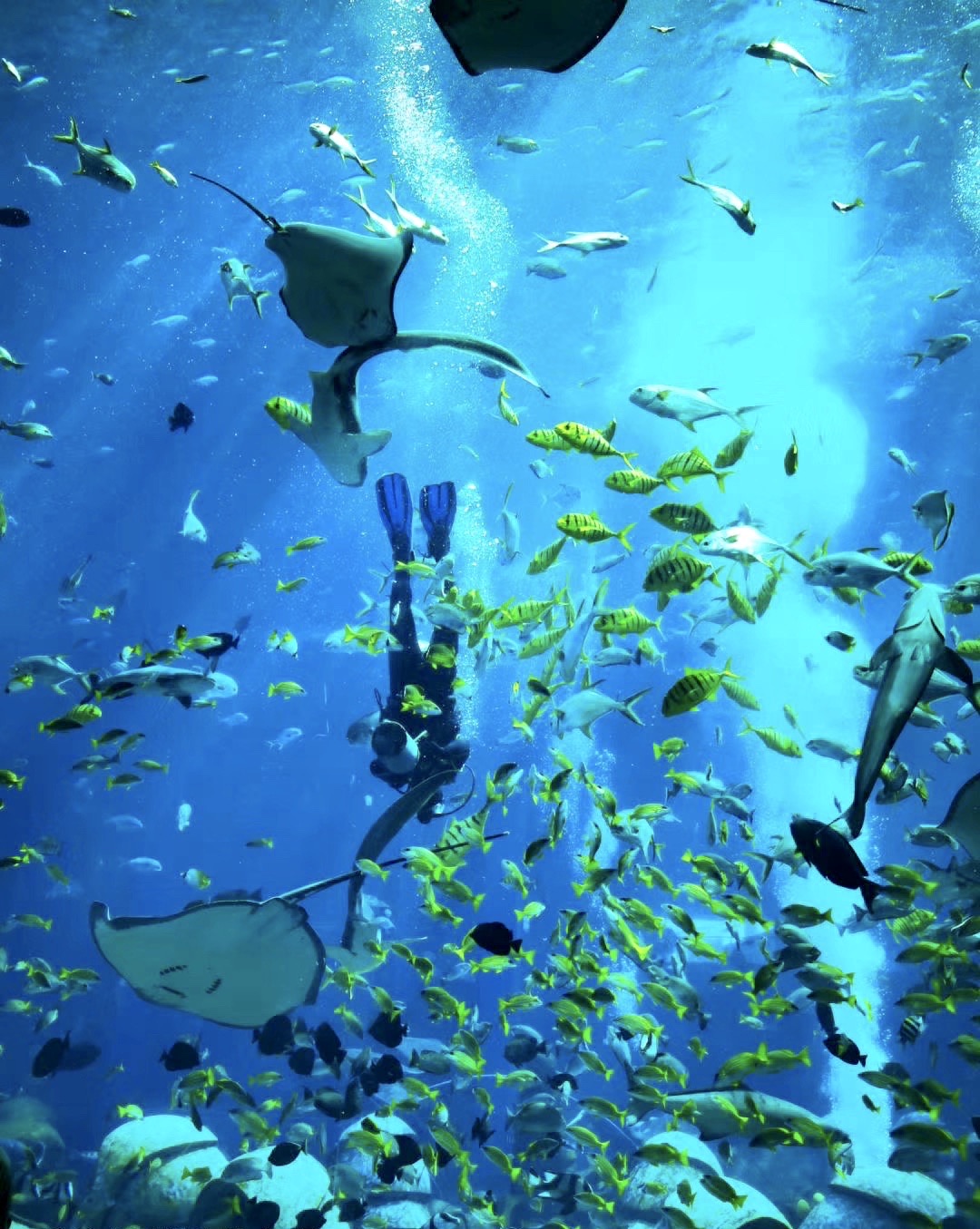 三亚亚特兰蒂斯失落的空间水族馆