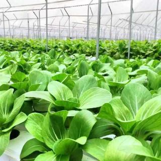 顺德鱼果生态园